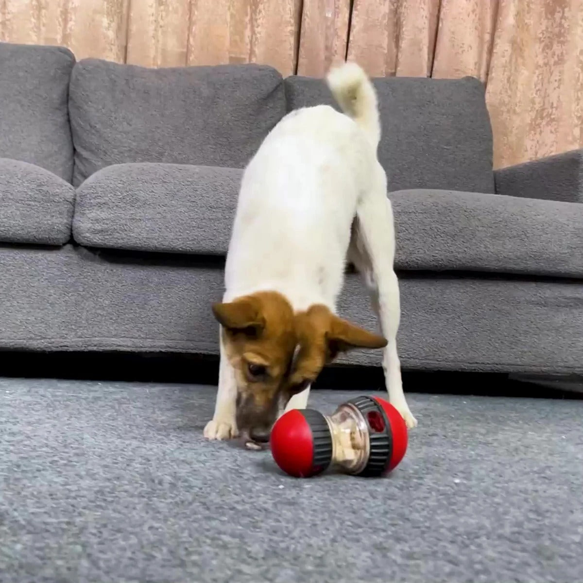 Interactive IQ Toy & Feeder Ball